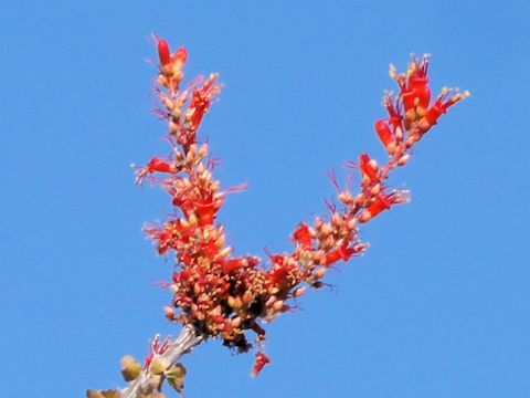 Fouquieria splendens