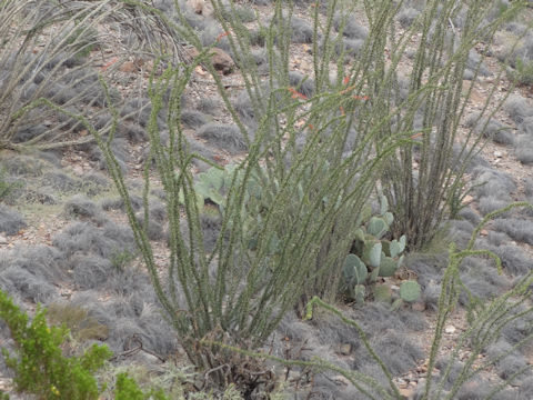 Fouquieria splendens