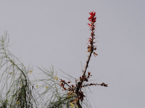 Fouquieria splendens