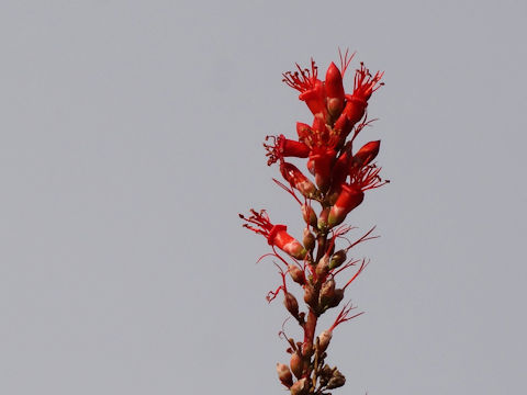 Fouquieria splendens