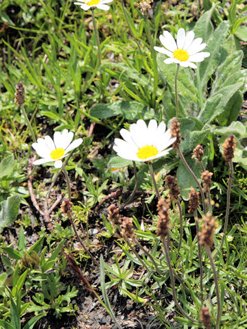 Leucanthemum vulgare