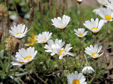 Leucanthemum vulgare