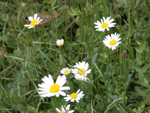 Leucanthemum vulgare