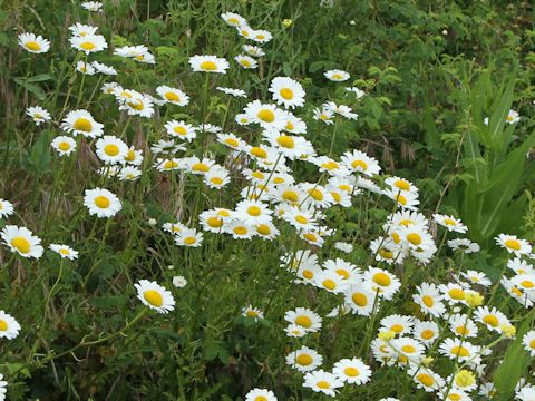 Leucanthemum vulgare