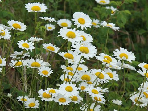 Leucanthemum vulgare