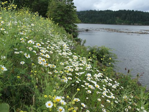 Leucanthemum vulgare