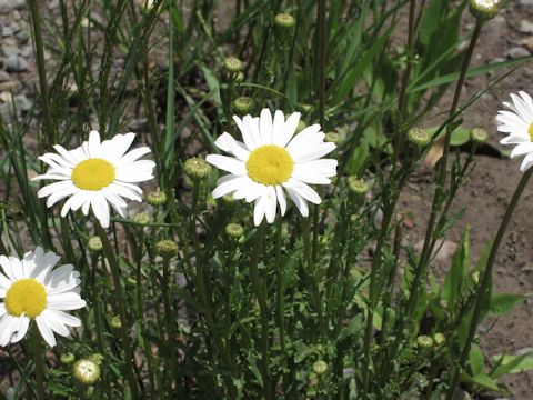 Leucanthemum vulgare