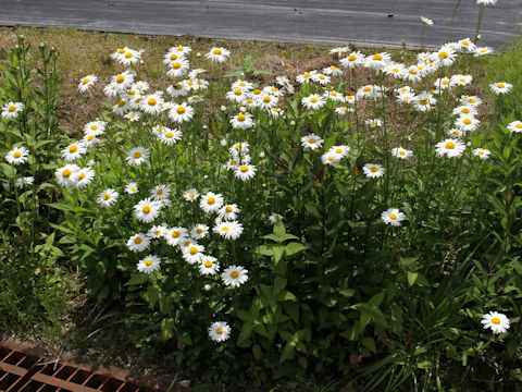 Leucanthemum vulgare