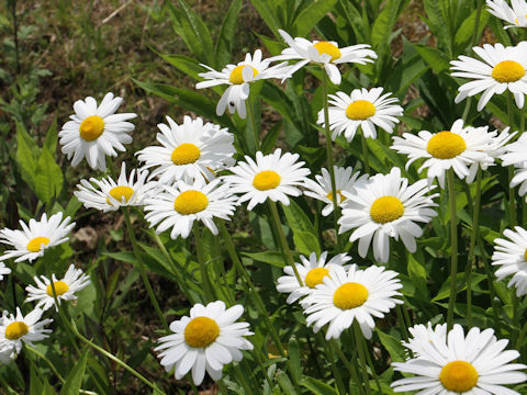 Leucanthemum vulgare