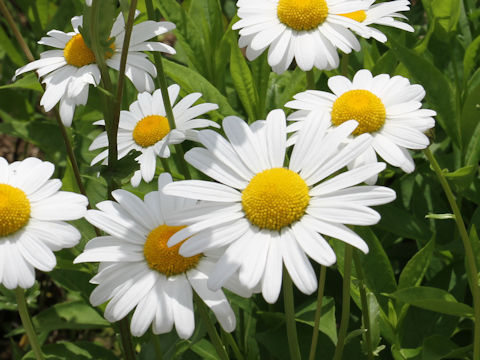 Leucanthemum vulgare