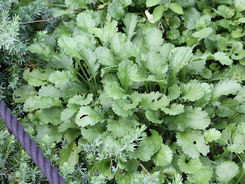 Leucanthemum vulgare