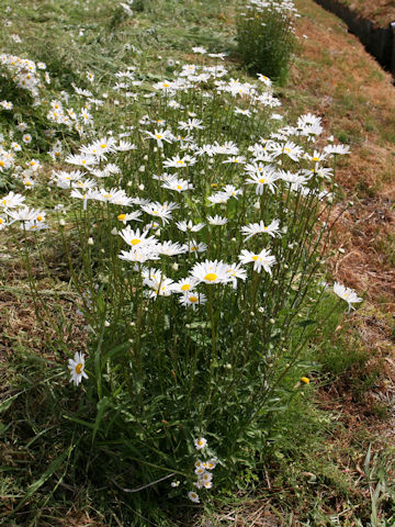 Leucanthemum vulgare