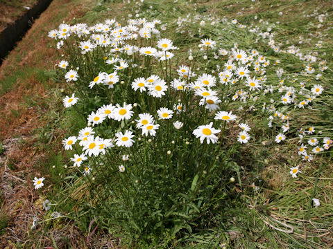 Leucanthemum vulgare