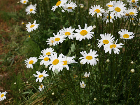 Leucanthemum vulgare