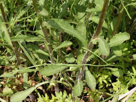 Leucanthemum vulgare