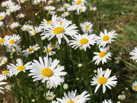 Leucanthemum vulgare