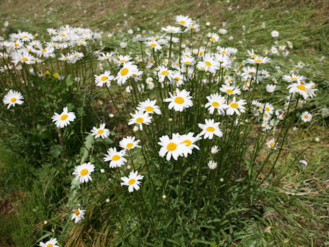 Leucanthemum vulgare