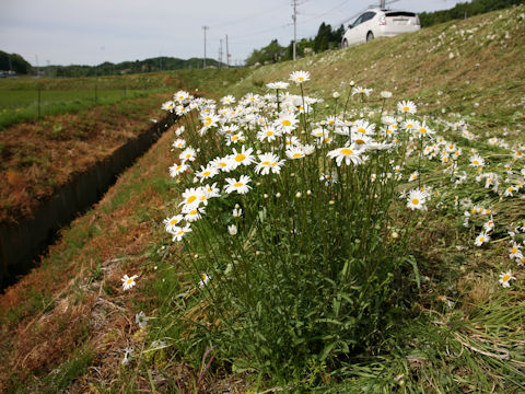 Leucanthemum vulgare