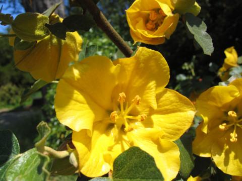 Fremontodendron californicum