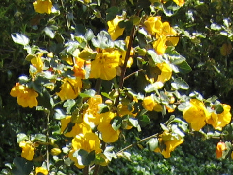 Fremontodendron californicum