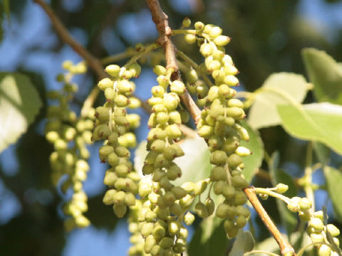 Populus fremontii