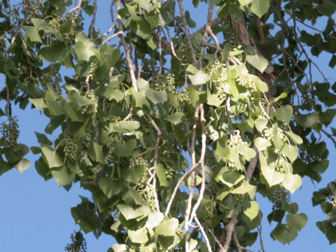 Populus fremontii