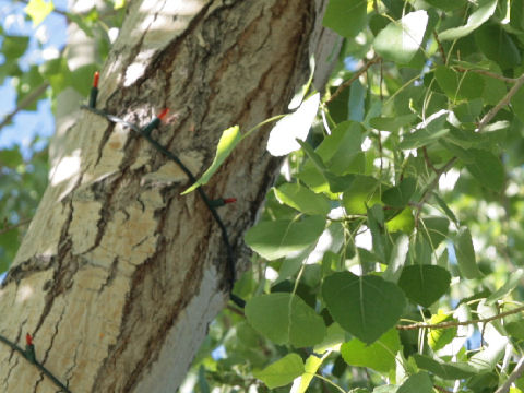 Populus fremontii