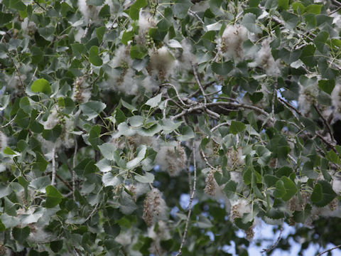 Populus fremontii