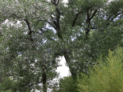 Populus fremontii