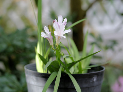 Freesia elimensis