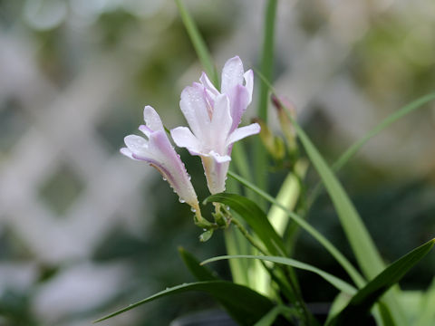 Freesia elimensis