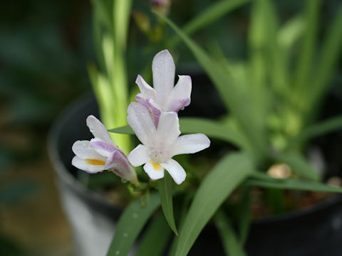 Freesia elimensis