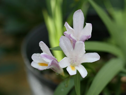 Freesia elimensis