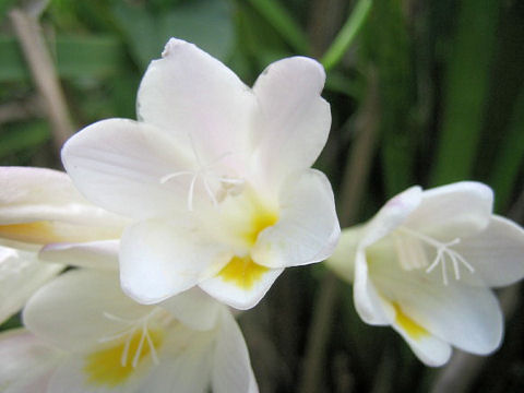 Freesia x hybrida