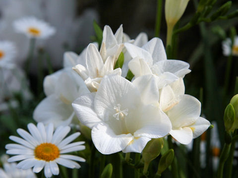 Freesia x hybrida