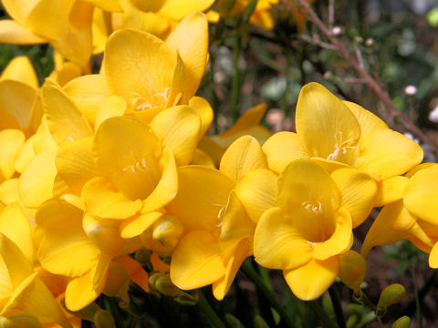 Freesia x hybrida