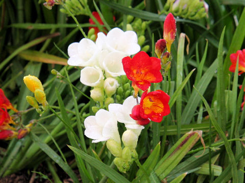 Freesia x hybrida