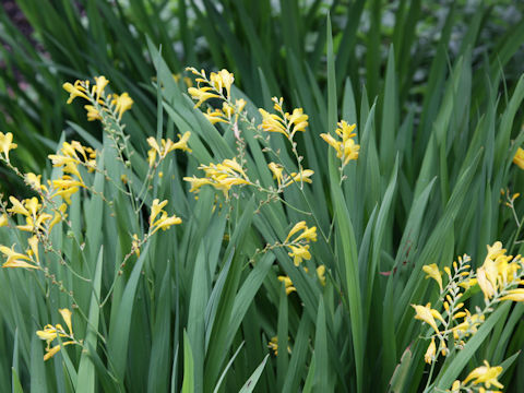 Freesia x hybrida