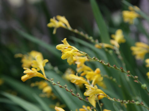 Freesia x hybrida