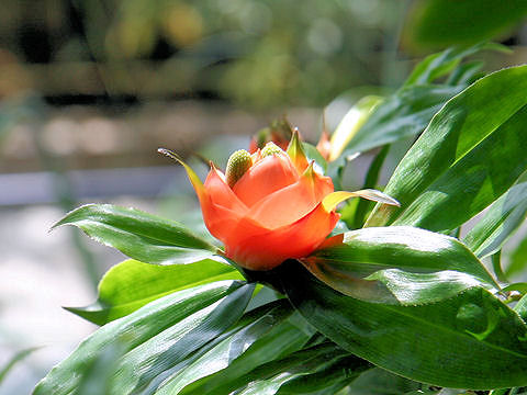 Freycinetia multiflora