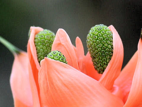 Freycinetia multiflora