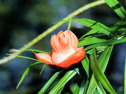 Freycinetia multiflora