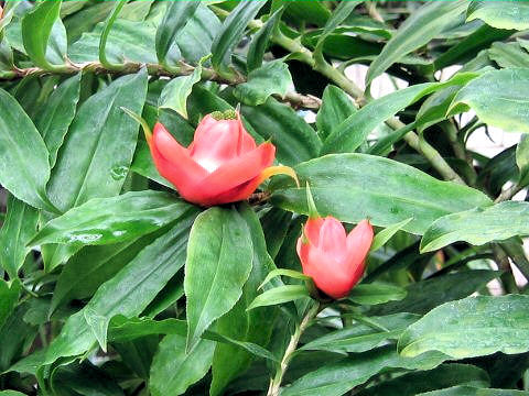 Freycinetia multiflora