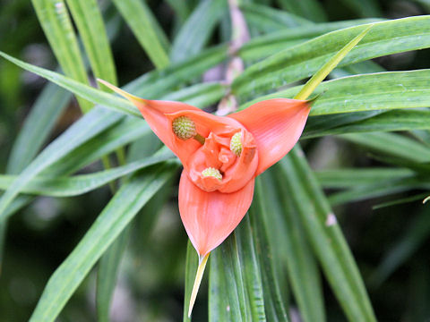 Freycinetia multiflora