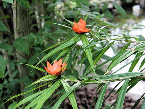 Freycinetia multiflora