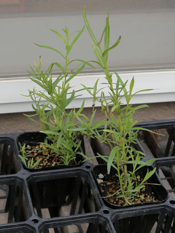 Artemisia dracunculus