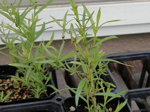 Artemisia dracunculus