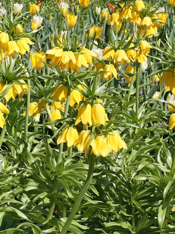 Fritillaria imperialis