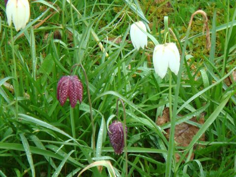 Fritillaria meleagris