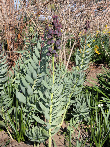 Fritillaria persica